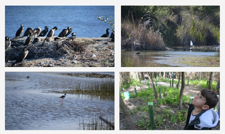 La charca Suárez, un pantano salvaje a pie de playa en Motril La charca Suárez, un pantano salvaje a pie de playa en Motril