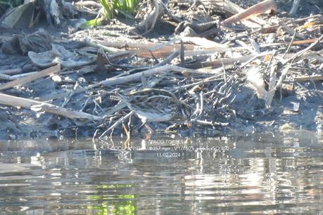Sigue invernando la agachadiza chica