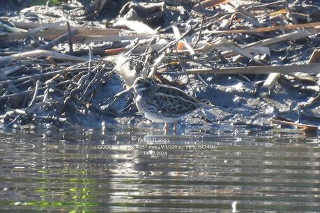 Sigue invernando la agachadiza chica