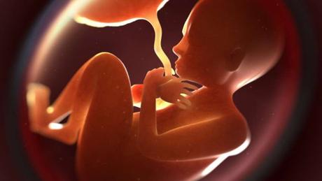 ¿Qué es el cordón umbilical y la placenta? Todo lo que necesitas saber