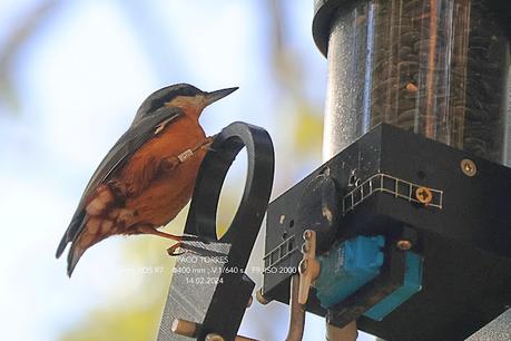 Trepador azul en el Parc del Laberint d'Horta