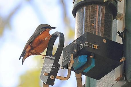 Trepador azul en el Parc del Laberint d'Horta