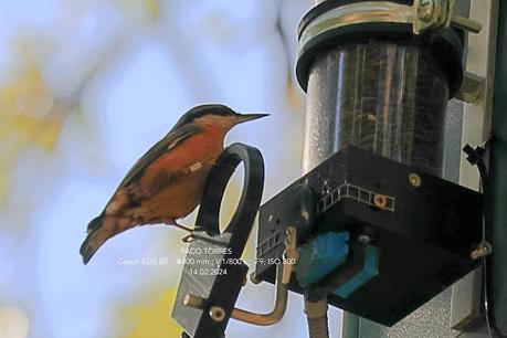 Trepador azul en el Parc del Laberint d'Horta