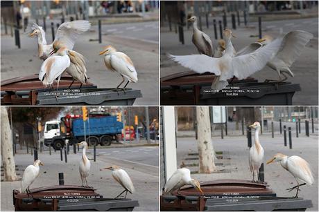 Garcillas bueyeras de ciudad