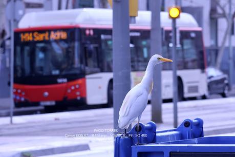 Garcillas bueyeras de ciudad