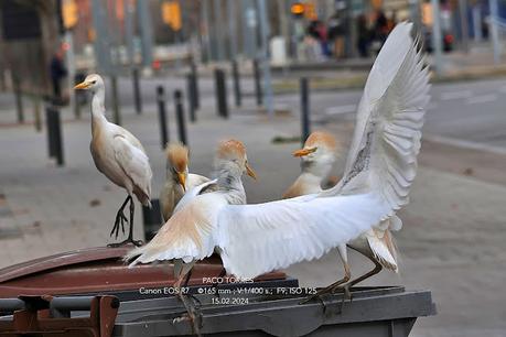 Garcillas bueyeras de ciudad