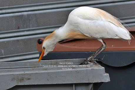 Garcillas bueyeras de ciudad