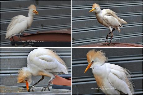 Garcillas bueyeras de ciudad