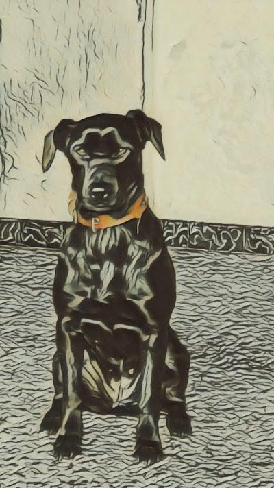 Labrador Dibujo de Paya Frank