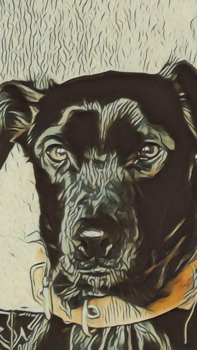 Labrador dibujo de Paya Frank