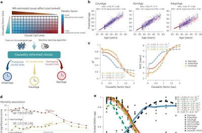Nuevos relojes epigenéticos predicen edad biológica usando ADN