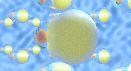 Así es cómo la obesidad afecta a las mitocondrias, según un estudio Así es cómo la obesidad afecta a las mitocondrias