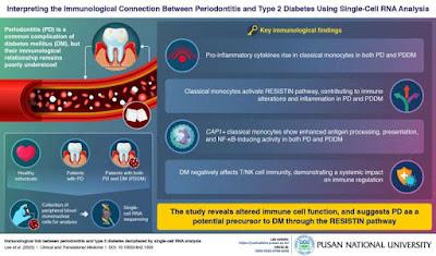 ¿Porque los Diabéticos tipo 2 desarrollan Periodontitis?