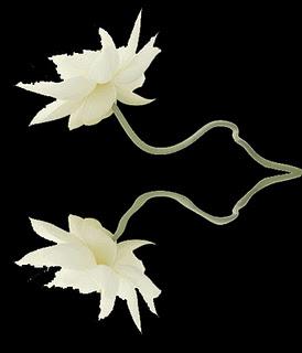 Levántate y Anda ... Liger@ de equipaje