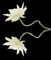 Levántate y Anda ... Liger@ de equipaje