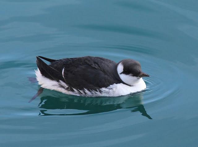 LA DANZA DE LOS ARAOS