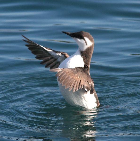 LA DANZA DE LOS ARAOS