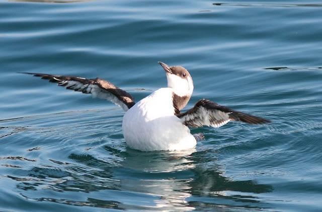 LA DANZA DE LOS ARAOS