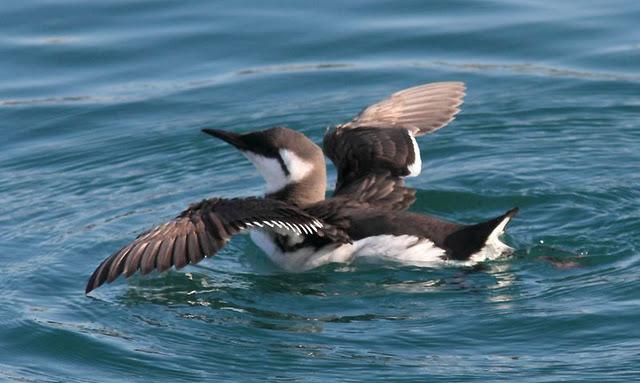 LA DANZA DE LOS ARAOS