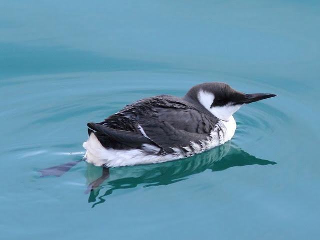 LA DANZA DE LOS ARAOS