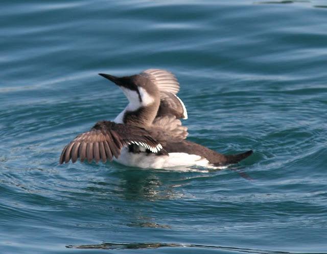 LA DANZA DE LOS ARAOS