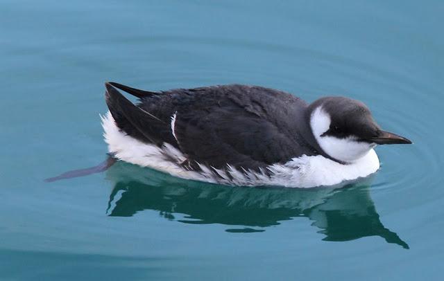 LA DANZA DE LOS ARAOS