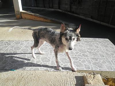 DISFRUTAR Y VER COMO ESTA VAHVA‏.