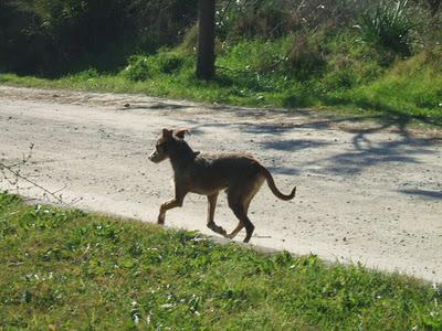 Perro abandonado y herido en la calle. (Jerez)