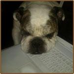 Entrevista en persona: Gitty Daneshvari