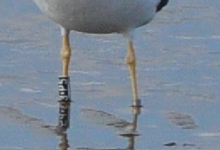 Historias de gaviotas y cormoranes