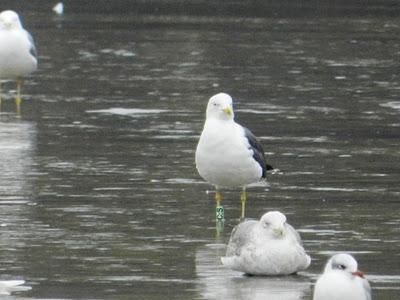 Historias de gaviotas y cormoranes