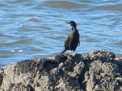 Historias de gaviotas y cormoranes