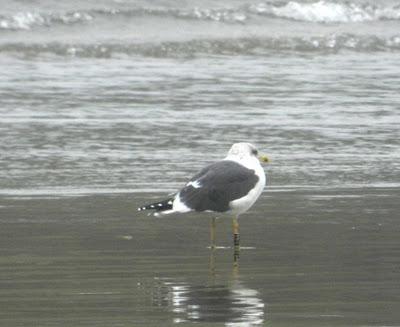 Historias de gaviotas y cormoranes