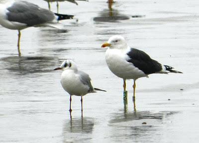 Historias de gaviotas y cormoranes