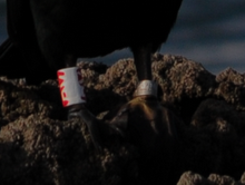 Historias de gaviotas y cormoranes