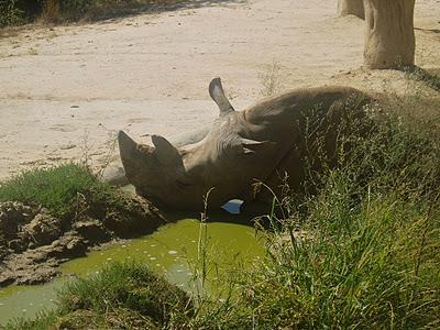 Pon un animal en tu vida, en tu corazón y en tu look pero, por favor, ¡jamás lo abandones!