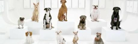 11 perritos cantan 'La marcha imperial'