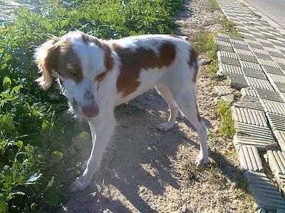 NANA SIGUE SIN NADA, LA BRETONCITA de 1 año CON LEISHMANIA!!! NECESITA ADOPCIÓN QUE LA QUIERA Y LA CUIDE, SEVILLA.