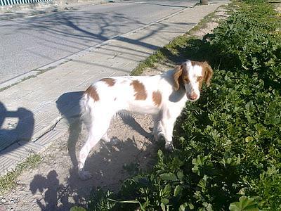 NANA SIGUE SIN NADA, LA BRETONCITA de 1 año CON LEISHMANIA!!! NECESITA ADOPCIÓN QUE LA QUIERA Y LA CUIDE, SEVILLA.