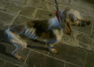 Novedades de Berta, la bretoncita que moría lentamente en la calle.