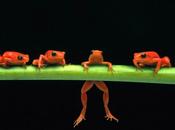 rana quería auténtica