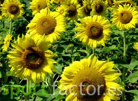 Vitaminas que no deben faltar en tu dieta