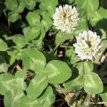 fotos trebol blanco plantas medicinales