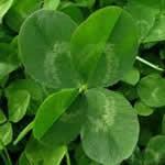 fotos trebol blanco plantas medicinales