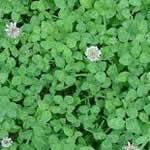 fotos trebol blanco plantas medicinales