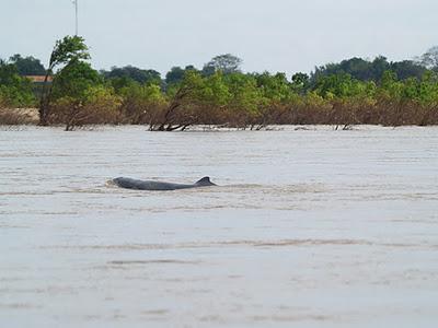 Mekong, un río de vida - Kratie (Camboya)