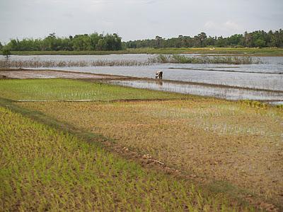 Mekong, un río de vida - Kratie (Camboya)