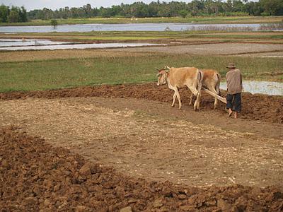 Mekong, un río de vida - Kratie (Camboya)