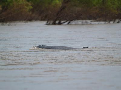 Mekong, un río de vida - Kratie (Camboya)