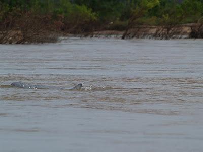 Mekong, un río de vida - Kratie (Camboya)
